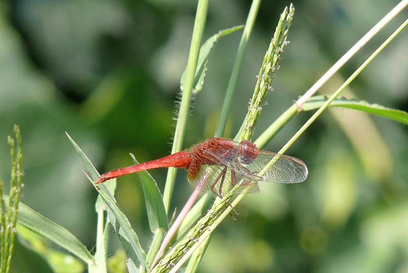 Crocothemis erythraea